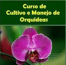 Capa: Baixar Curso de Orquídeas Antônio Coutinho Neto – Completo