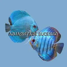 Capa: Baixar Curso Aquarista de Sucesso Marcos Alvarenga Completo