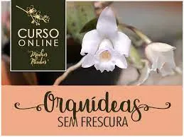 Capa: Orquídeas sem Frescura: Baixar Curso Carol Costa Completo