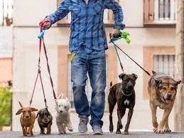 Capa: Curso Dog Walker: Baixe Agora e Transforme Seu Passeio de Cães!
