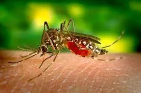Capa: Mosquito-borne Diseases: Baixe o Guia Definitivo Agora!