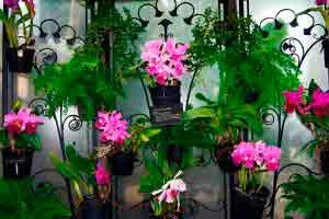 Capa: Download Cultivo de Orquídeas: Aprenda e Se Destaque
