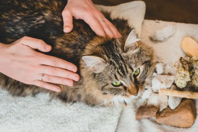 Capa: Massagens para Gatos: Baixar Curso de Julieta Viano