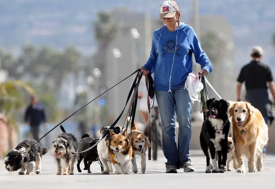 Capa: Curso Dog Walker Profissional: Baixe Agora!
