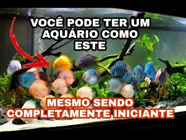 Capa: Aquarista de Sucesso (Marcos Alvarenga): Baixe Agora!