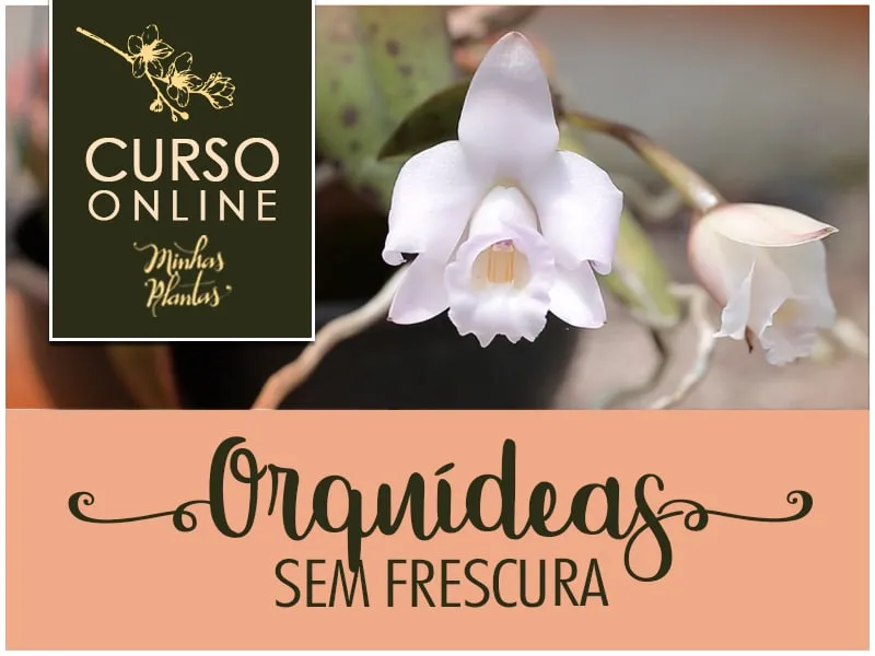 Capa: Orquídeas sem Frescura: Baixe o Curso Completo Carol Costa